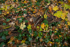 Dictydiaethalium plumbeum