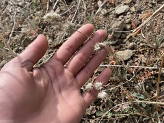 Acanthomintha lanceolata