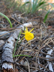 Narcissus obesus