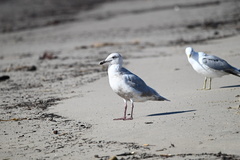 Larus argentatus × glaucescens