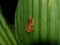 Dendropsophus leucophyllatus