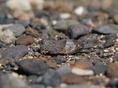 Sphingonotus fuerteventurae