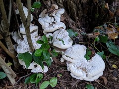 Fomitopsis durescens