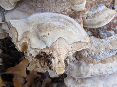 Fomitopsis durescens