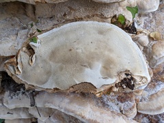 Fomitopsis durescens