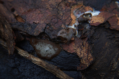 Dictydiaethalium plumbeum