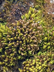 Orthotrichum ohioense