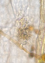 Orthotrichum ohioense