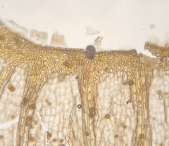 Orthotrichum ohioense