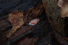 Dictydiaethalium plumbeum