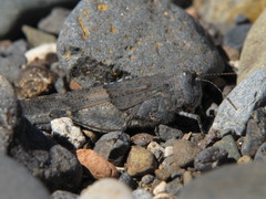 Sphingonotus fuerteventurae