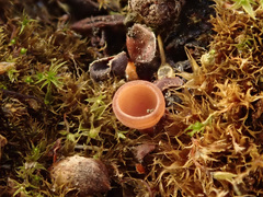 Ciboria coryli