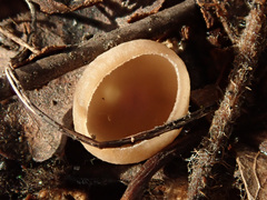 Ciboria coryli