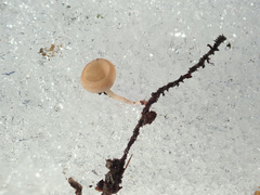 Ciboria coryli