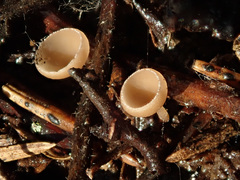 Ciboria coryli