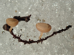 Ciboria coryli