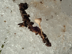Ciboria coryli