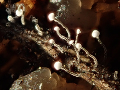 Antinoa juniperinella