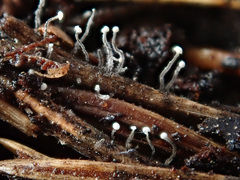 Antinoa juniperinella