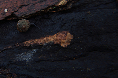 Cryptostroma