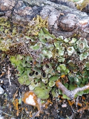 Solorina saccata
