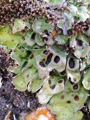 Solorina saccata