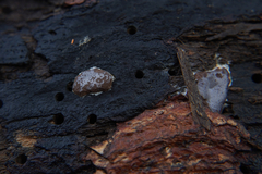 Dictydiaethalium plumbeum