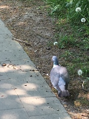 Columba palumbus