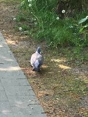 Columba palumbus