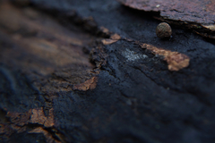 Cryptostroma