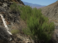 Brickellia longifolia multiflora