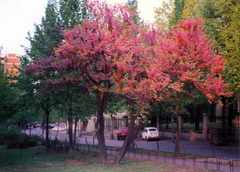 Cercis siliquastrum