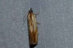 Eucosma radiatana