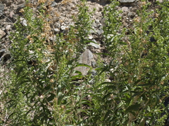 Brickellia longifolia multiflora