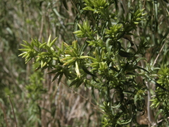Brickellia longifolia multiflora