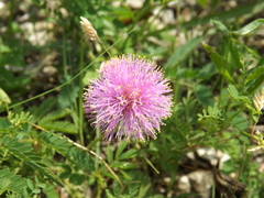Mimosa nuttallii
