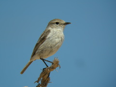 Saxicola dacotiae