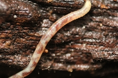 Clitellata