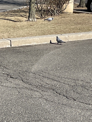 Columba livia domestica