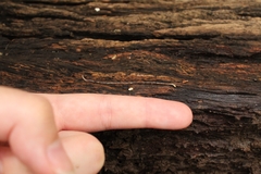 Clitellata