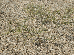 Eriogonum brachyanthum
