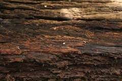 Clitellata