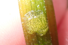 Phyllaplysia taylori