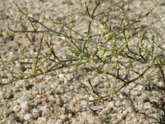 Eriogonum brachyanthum