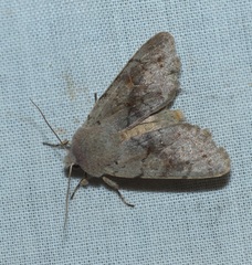 Orthosia populeti