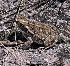 Rhinella arenarum