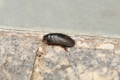 Blattodea