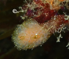 Aplidium punctum