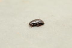 Blattodea