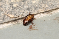Blattodea
